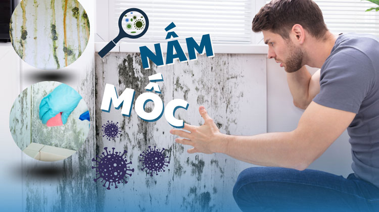 Sơn nội thất chống mốc